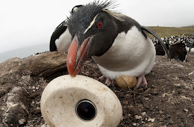 Penguins: Spy in the Huddle: The Journey