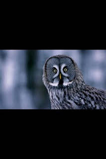 20:50: Astutos y letales: Oscuridad | Nat Geo Wild | 1/29 2026