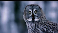 Astutos y letales: Oscuridad