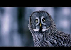 Astutos y letales: Oscuridad