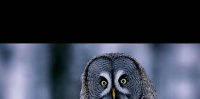 08:45: Astutos y letales: Oscuridad | Nat Geo Wild | 2/11 2026