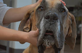 Dr. Barry, Season 1: When Dogs Bite