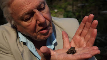 5:35 PM: Attenborough's Natural Curiosities (S1 E2) (S1) | Yesterday | 7/24 2026