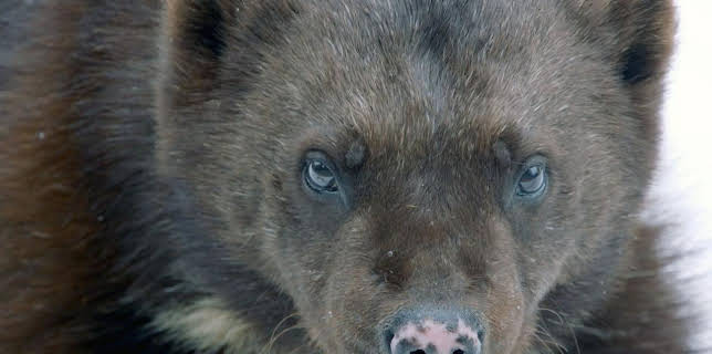 18:33: Was Tiere fühlen | Arte | 11/18 2025