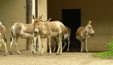 Leopard, Seebär & Co.