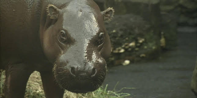 14:25: Elefant, Tiger & Co. (262) | MDR Fernsehen | 2/27 2026