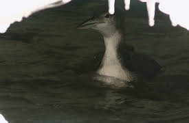 North Woods Law: On Thin Ice