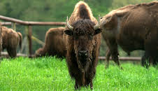Hofgeschichten - Ackern zwischen Alpen und Ostsee (8/17)