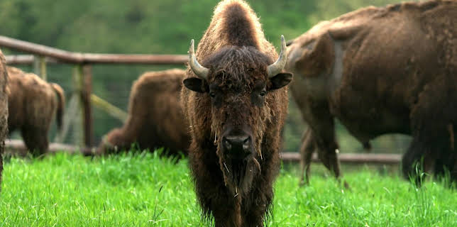 07:10: Hofgeschichten - Ackern zwischen Alpen und Ostsee (8/17) | NDR Fernsehen | 2/22 2026