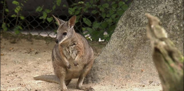 05:55: Giraffe, Erdmännchen & Co. (151) | HR Fernsehen | 1/14 2026