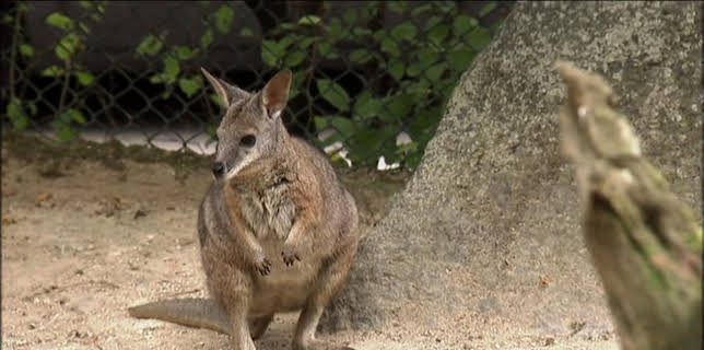 Giraffe, Erdmännchen & Co. (151)