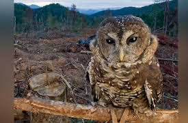 Fundamentals of Photography: Aperture and Depth of Field