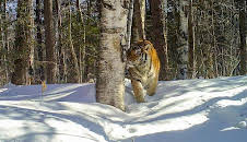 Der Sibirische Tiger