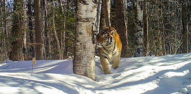 21:00: Der sibirische Tiger - Seele der russischen Wildnis | RBB Fernsehen | 1/25 2026