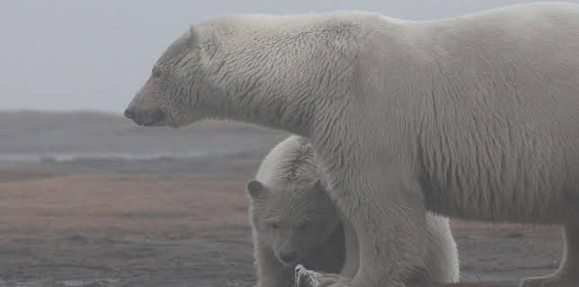 10:00 PM: Wild Alaska | Nat Geo Wild | 11/29 2025
