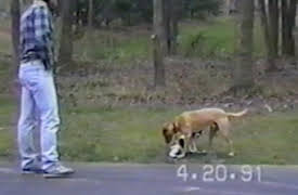 Funniest Pets and People: It Takes Two