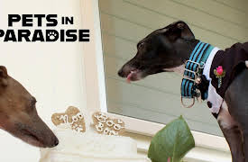 Pets in Paradise TV: Bow Wow Vows