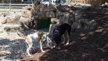 15:00: Pit Bulls & Parolees (S10 E5) (S10) | Animal Planet | 4/16 2026