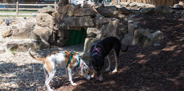 15:00: Pit Bulls & Parolees (S10 E5) (S10) | Animal Planet | 11/24 2025