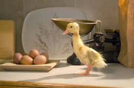 Naturens minstingar: Washington