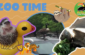 Animals Doing Things: Animals Doing Things | Zoo Time