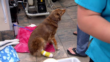 07:30: Dyrlegen i Rocky Mountain (S1 E9) (S1) | Animal Planet | 4/3 2026