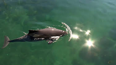 11:30: NaturNah: Kleiner Wal im großen Fluss | Radio Bremen | 4/7 2026