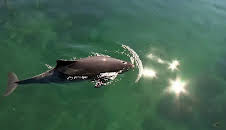NaturNah: Kleiner Wal im großen Fluss