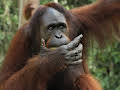 Meet The Orangutans