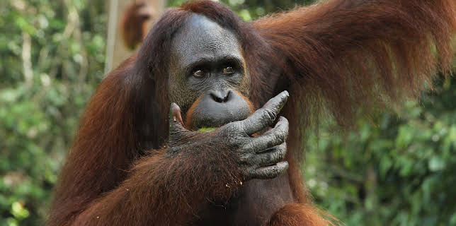 01:30: Meet The Orangutans (S1 E6) (S1) | Animal Planet | 12/7 2025