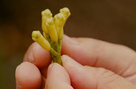 Luke Nguyen's India: Hunting for Ancient Spices in Thekkady