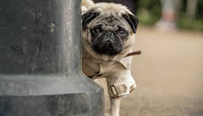 Ein Mops zum Verlieben