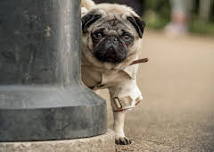 Ein Mops zum Verlieben