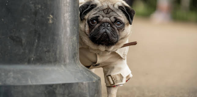 05:10: Ein Mops zum Verlieben | ZDFneo | 3/17 2026