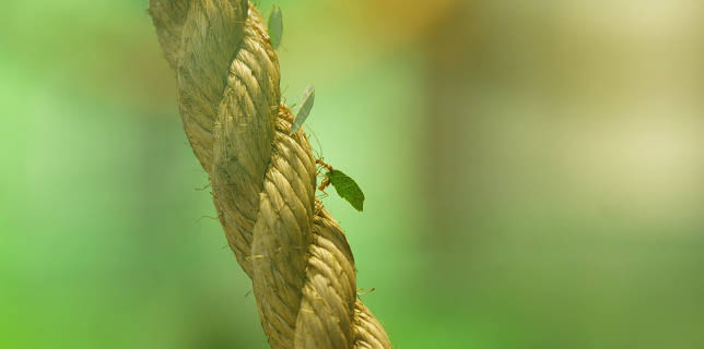 18:00: Dyrepasserne | TV 2 | 11/14 2025