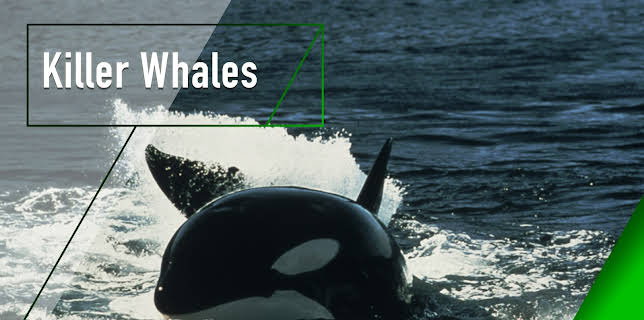 Killer Whales (2017)