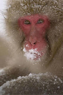 17:35: Japón salvaje: Honshu | La Otra | 2/14 2026