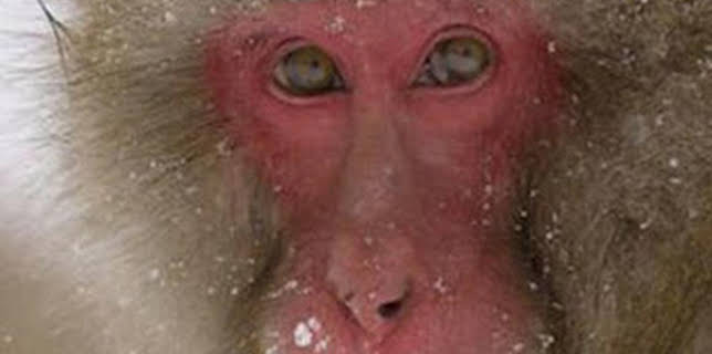 16:37: Japón salvaje: Las islas del suroeste | La Otra | 2/15 2026