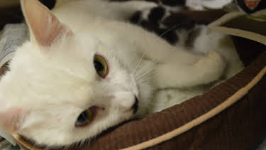 10:20: Animal Cops Houston (S19 E6) (S19) | Animal Planet | 4/13 2026