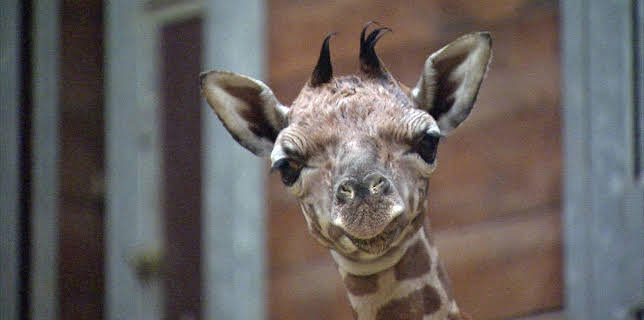 14:25: Elefant, Tiger & Co. | MDR Fernsehen | 11/13 2025