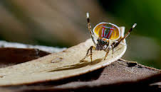 Tierische Überflieger (3/5)