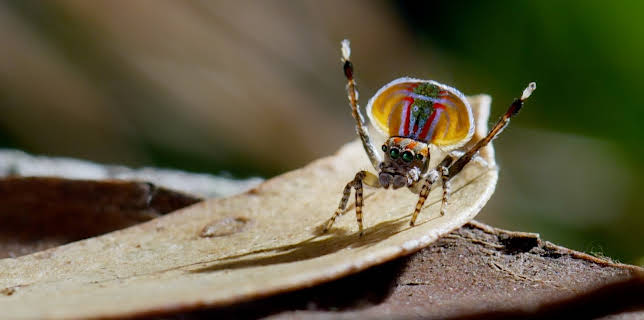 03:40: Tierische Überflieger (3/5) | 3SAT | 3/3 2026