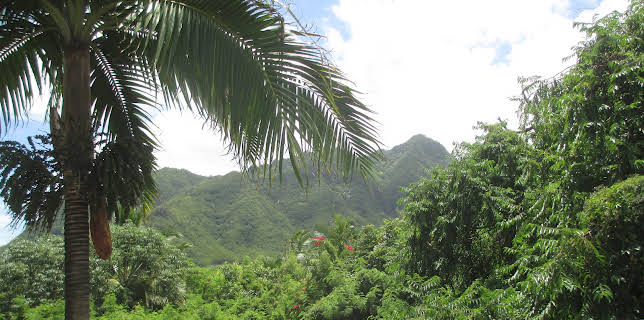 07:10: Hawaii Life (S7 E2) (S7) | Kanal 11 | 12/29 2025