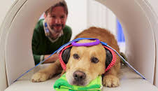 Können Hunde sprechen?