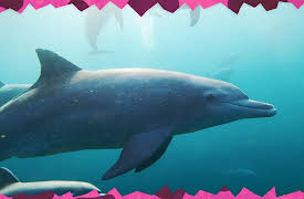 Awesome Animals and Mini Me: Season 1: Dolphin