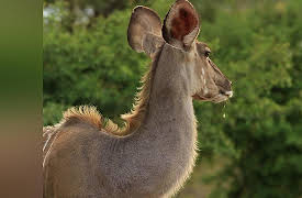 Africa's Wild Wonders: Antelope - Kudu, Eland, Waterbuck and other large buck