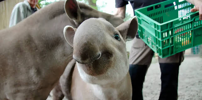 17:10: Seehund, Puma & Co. (123) | NDR Fernsehen | 3/18 2026