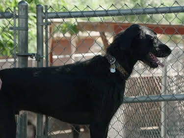 15:45: Cesar Millan: Better Human Better Dog - Bessere Menschen, bessere Hunde | Sixx | 4/26 2026