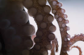 Splash and Bubbles: Get Your Feet Wet, Season 1: Octopuses Have No Bones