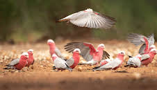 Crikey! It's the Irwins (S2 E6)